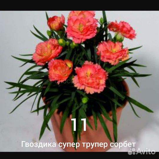 Гвоздика вегетативная