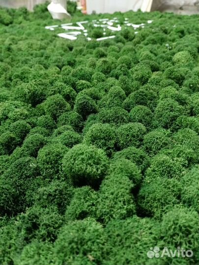 Стабилизированный мох панно