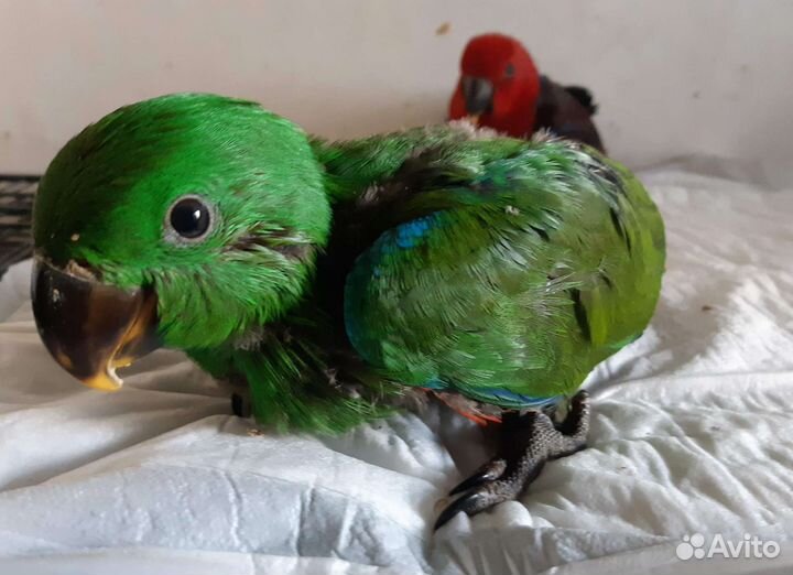 Птенцы выкормыши крупных и средних попугаев