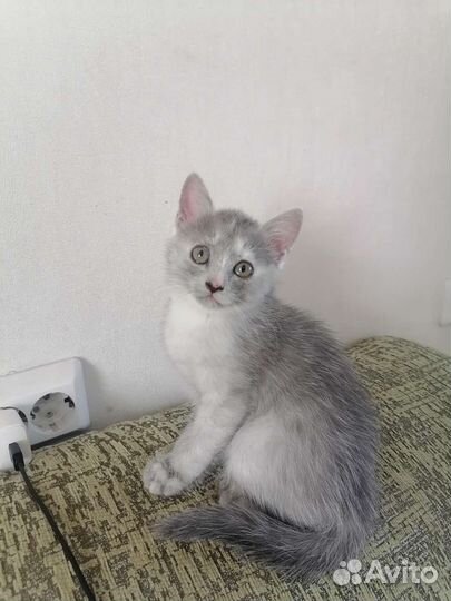 Котенок-девочка