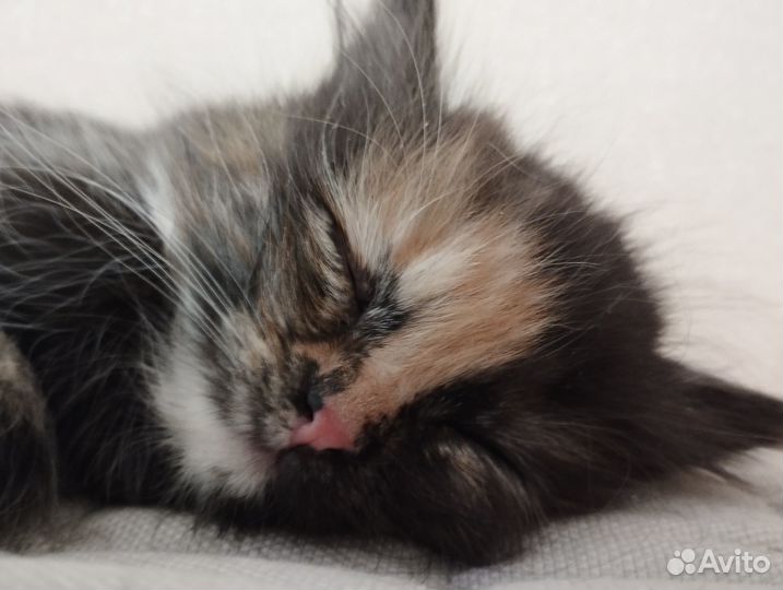 Красивые котята в добрые руки