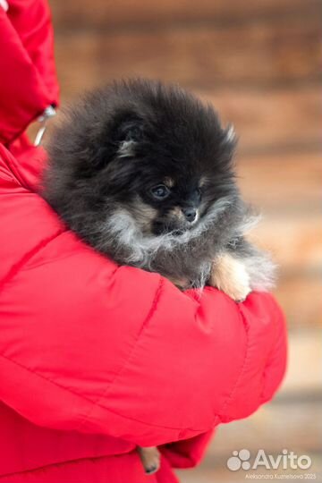 Мини куколка шпиц