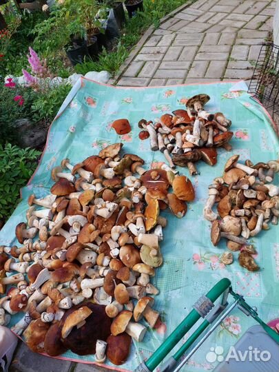 Замороженные белые грибы, подосиновики