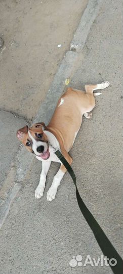 Питбуль терьер