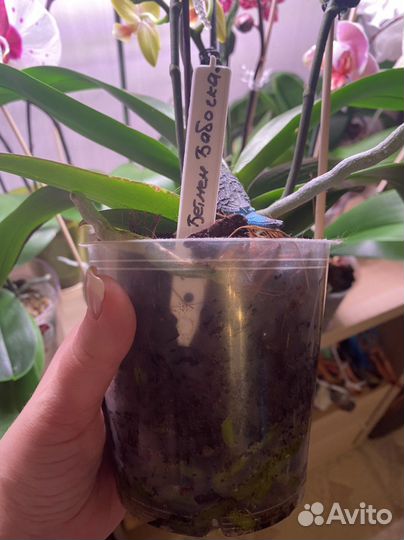 Орхидея грин бетмен Бабочка