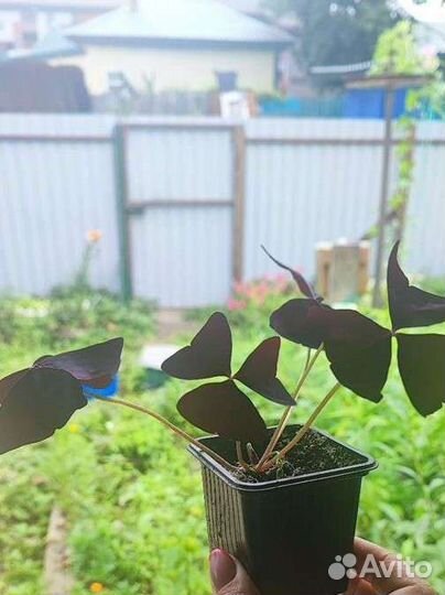 Оксалис (кислица)