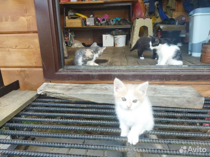 2 Кошки и 2 кота