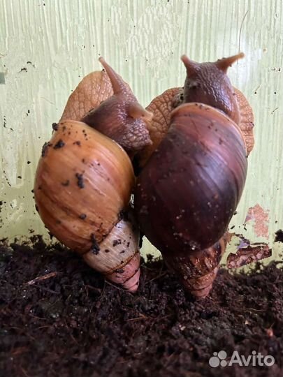 Ахатинские улитки