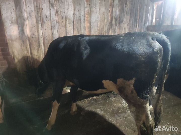 Бык и телка на мясо