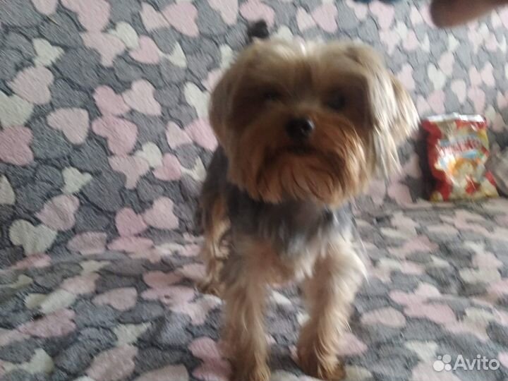 Вязка Йорк мини