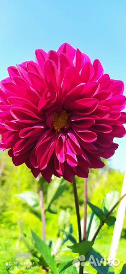 Георгины клубни