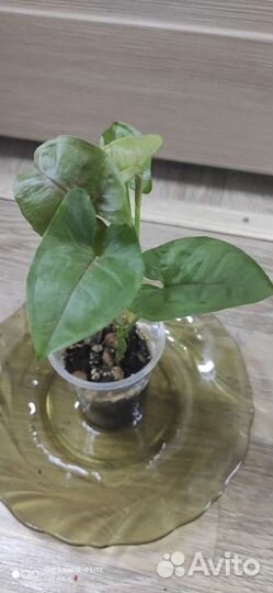 Сингониумы сортовые