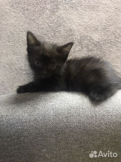 Котенок черненький