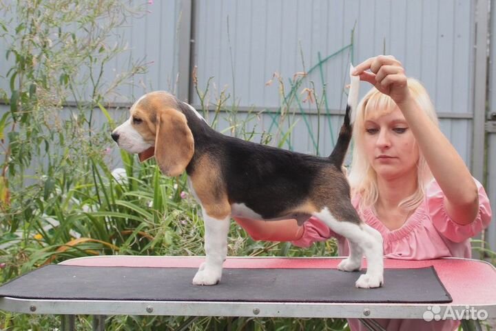 Отличные щенки бигля с документами РКФ