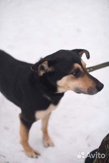 Красавица Мэй замерзает в приюте