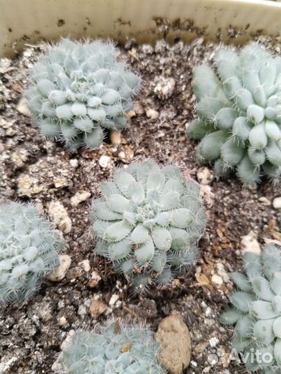 Суккулент Эхеверия щетинистая