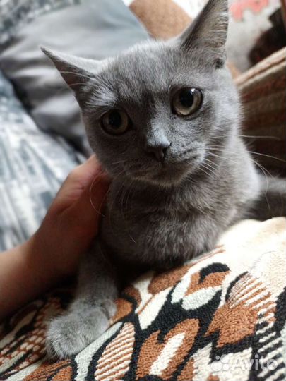 Британская кошка в дар
