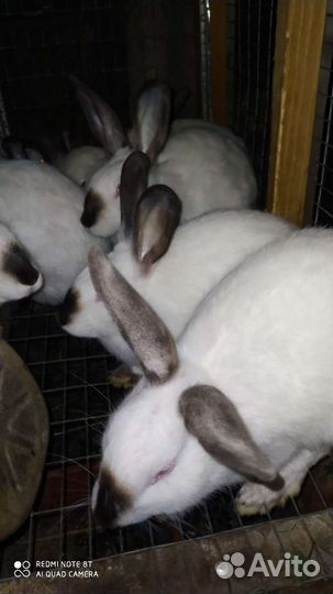 Кролик на племя калифорнийские