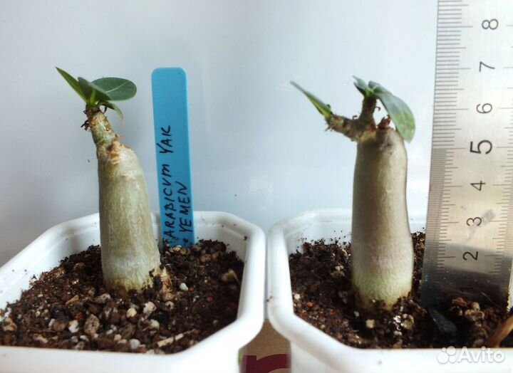 Адениумы сортовые, обесум, арабикум, сокотранум