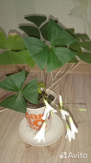 Кислица, оксалис, бабочка, Заячья капуста цветущая