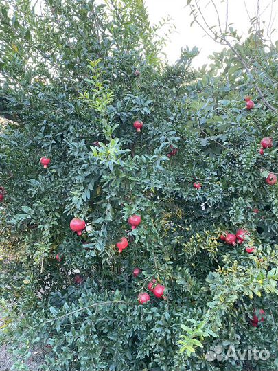 Саженцы граната