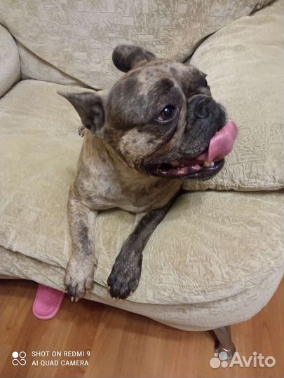 Французский бульдог кабель вязка