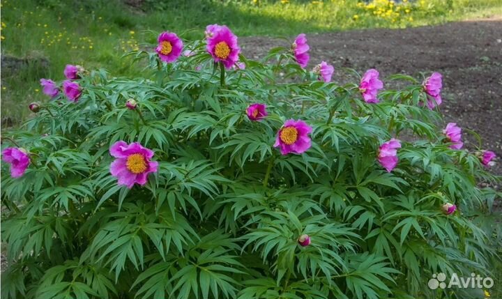 Целебный Пион Марьин корень