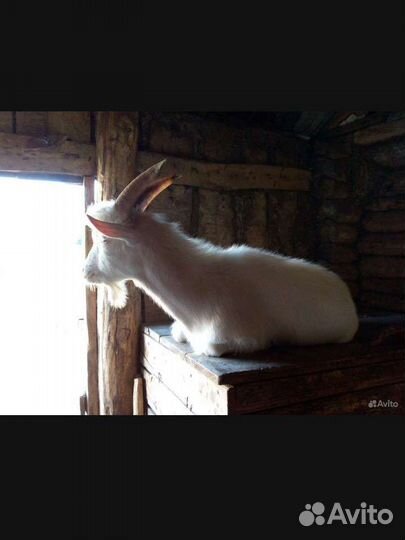 Козы дойные