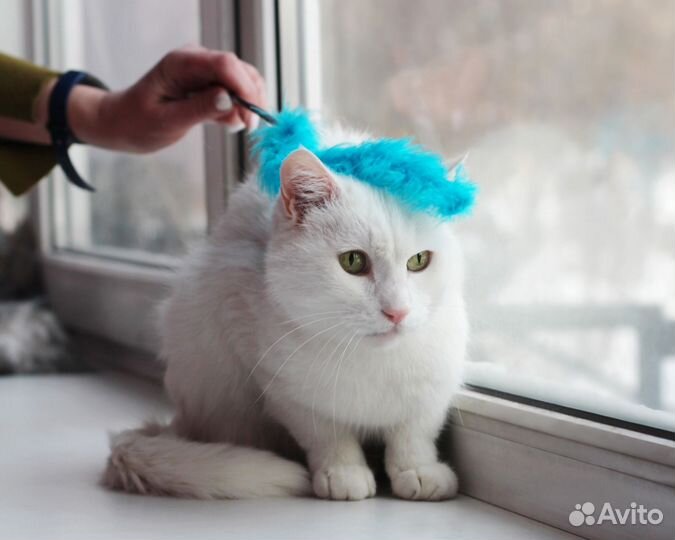 Флюк, фенотип турецкий ван