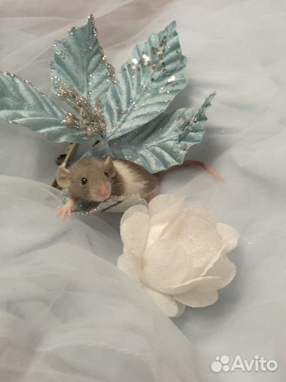 Крыса.крысята Дамбо. крыски клетки