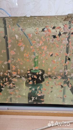 Вишневый Барбус Тернеция гло Апистограмма Неон