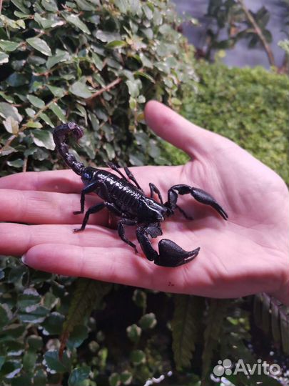 Heterometrus cyaneus - скорпион азиатский лесной