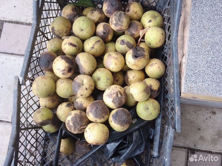 Чёрный орех зрелый(опад)