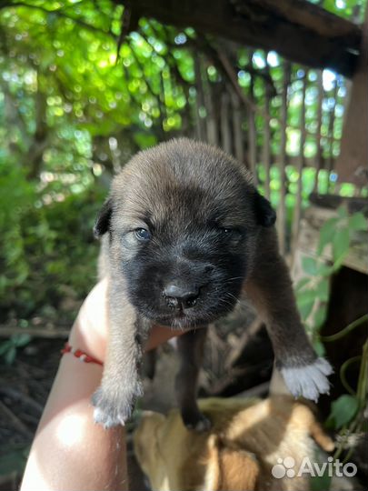 Собака в добрые руки щенок