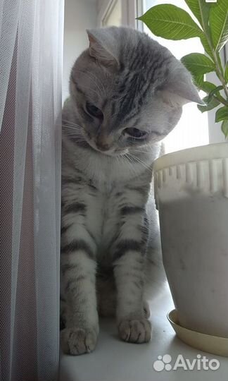 Передержка животных в домашних условиях