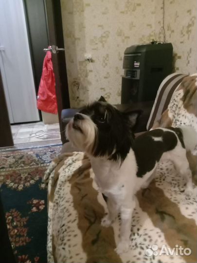 Приглашает на вязку Йорк-Бивер