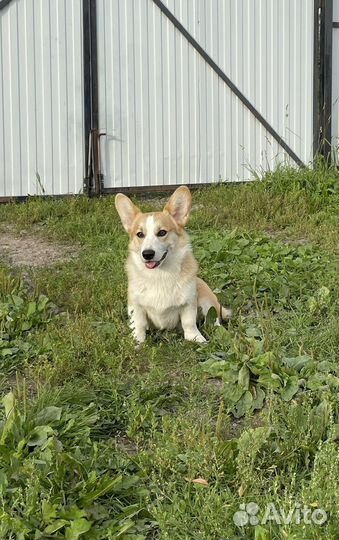 Вельш-корги пемброк