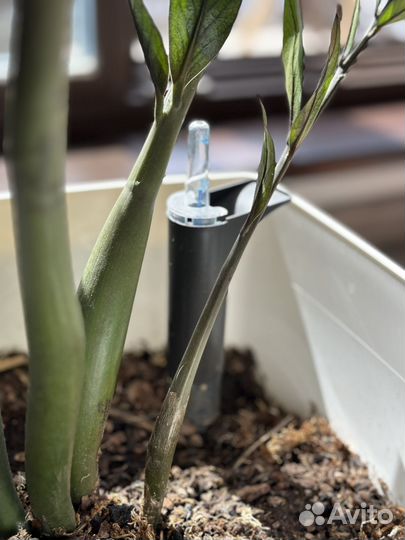 Замиокулькас 75 см и кашпо с автополивом