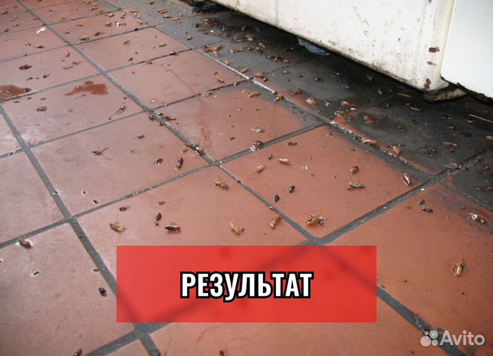 Уничтожение клопов, Травля тараканов, Дезинфекция