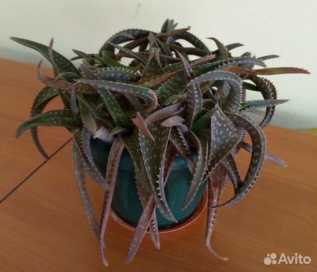 Алоэ вера в горшке