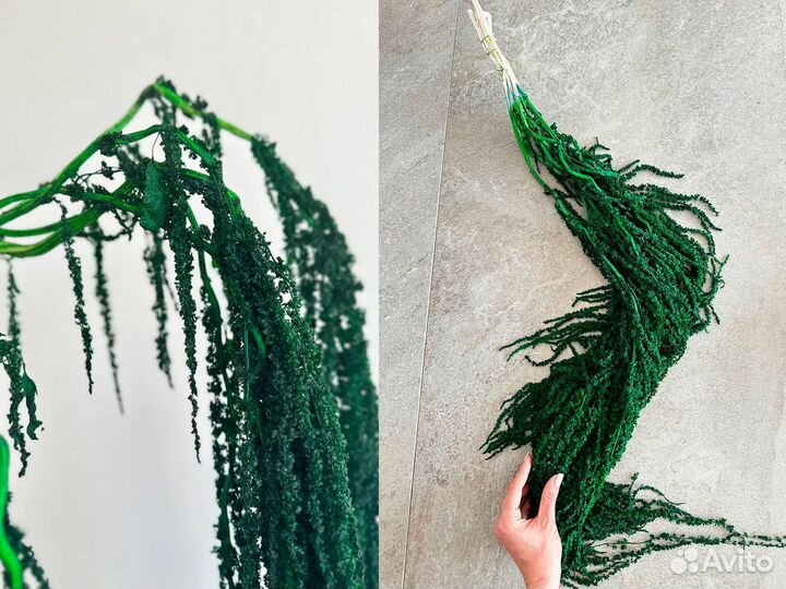 Амарант стабилизированный размер XL