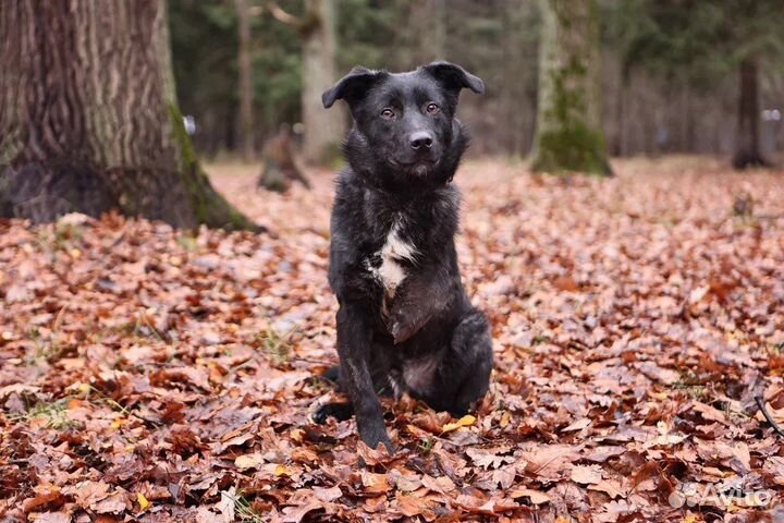 Собака в дар