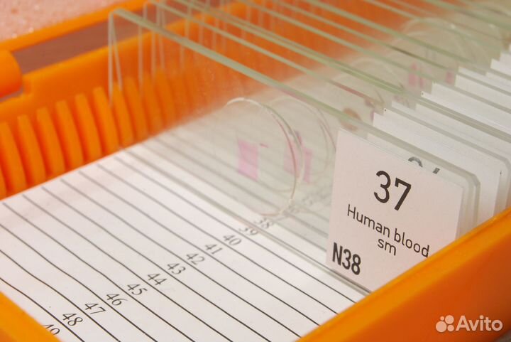 Набор микропрепаратов Levenhuk N38 NG