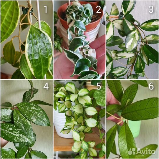 112 сортов Хойи на срез/укоренение