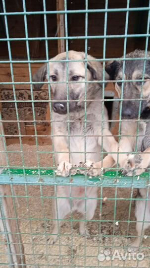 Собаки из приюта юао