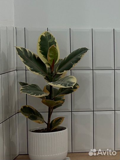 Фикус тинеке