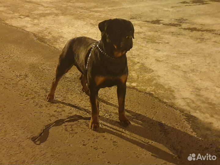 Вязка ротвейлера