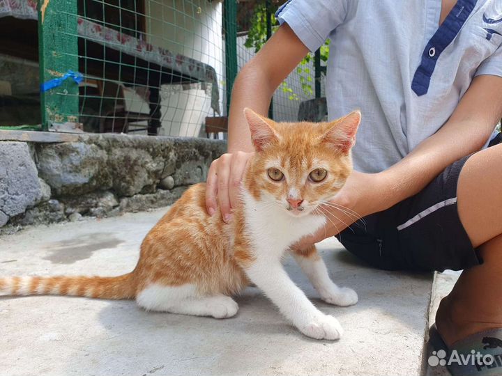 Котята в добрые руки бесплатно