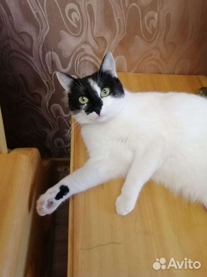 Кошка Юки в дар. Доставка