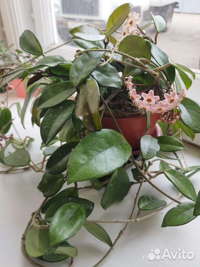 Комнатное растение Монстера